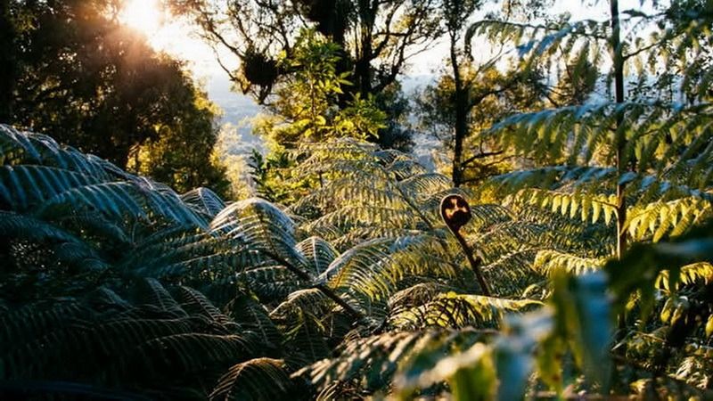 Te Rau is a chance to get amongst the trees Te Rau is a chance to get amongst the trees